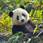 Panda di Chengdu che mangia bambù, icona della fauna del Sichuan e della protezione delle specie autoctone.