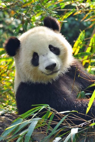 Panda a Chengdu si nutre di bambù nel suo habitat protetto, simbolo della natura rigogliosa e degli sforzi per preservare questa specie unica.