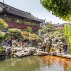Nel Giardino del Mandarino Yu, laghetti tranquilli, ponti antichi e carpe koi creano un’oasi di pace e bellezza nella tradizione cinese.
