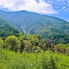 Flora della Riserva Naturale del Wolong, ricca di specie autoctone tra foreste montane e piante rare del Sichuan.