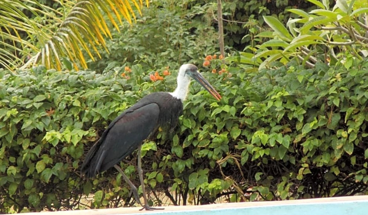 Echo Villas Watamu - Immagine 7