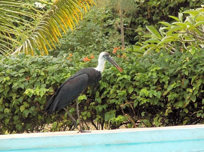 Echo Villas Watamu - Immagine 7