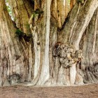 L’Albero di Tule, simbolo di Oaxaca, stupisce con il suo tronco gigantesco — il più largo al mondo — e la chioma imponente. Un antico ahuehuete che incanta visitatori da secoli