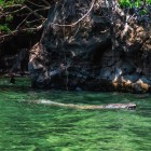 Avvistare un coccodrillo dalle acque verdi del Sumidero Canyon mentre la motonave scivola tra le gole è un’emozione unica, immersa nella natura selvaggia del Chiapas.