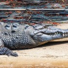 Un imponente coccodrillo del Cañón del Sumidero riposa sulla riva, mostrando la pelle corazzata e i denti affilati. Simbolo potente della fauna selvatica del Chiapas.