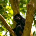 Durante la navigazione nel Sumidero Canyon, una scimmia appare tra i rami della giungla. Un incontro sorprendente che arricchisce l’esperienza immersa nella natura selvaggia del Chiapas.