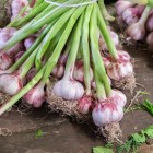 Mazzetti di aglio fresco al mercato Yasil Bazar di Baku mostrano prodotti locali genuini, simbolo della tradizione gastronomica e della freschezza dei mercati azeri.