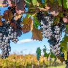 Uva matura di Saperavi che brilla al sole in un vigneto di Kakheti, Georgia, poco prima della vendemmia: grappoli intensi e profumati simbolo della grande tradizione vinicola georgiana.