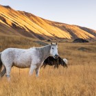 Cavalli selvatici al pascolo libero nella Valle di Juta, tra distese dorate e montagne maestose che regalano uno dei paesaggi più autentici del Caucaso georgiano.