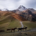 Cavalli al pascolo lungo la strada da Stepantsminda verso la Valle di Truso, tra i paesaggi aperti che accompagnano l’inizio del trekking.