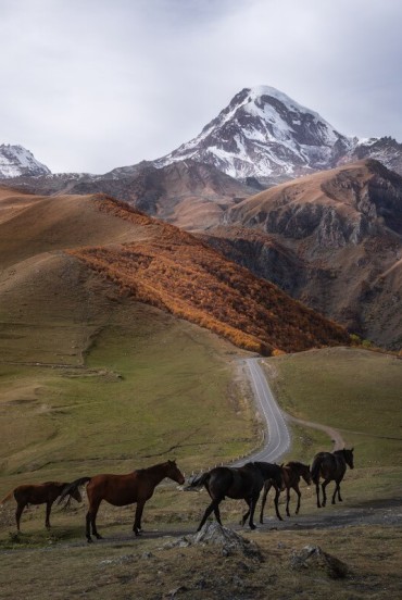Cavalli al pascolo lungo la strada da Stepantsminda verso la Valle di Truso, tra i paesaggi aperti che accompagnano l’inizio del trekking.