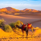 All’alba, i cammelli pascolano lentamente tra le dune dorate del deserto del Sahara di Erg Chebbi, vicino a Merzouga, regalando uno scenario autentico e suggestivo del Marocco meridionale.