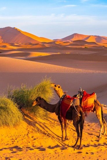 All’alba, i cammelli pascolano lentamente tra le dune dorate del deserto del Sahara di Erg Chebbi, vicino a Merzouga, regalando uno scenario autentico e suggestivo del Marocco meridionale.