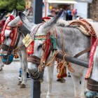 I tradizionali asini-taxi di Mijas rappresentano uno dei simboli più caratteristici del borgo, un'usanza storica che accompagna i visitatori tra le vie della Costa del Sol.