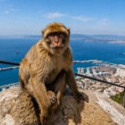I celebri macachi di Gibilterra vivono liberi sulla Rocca e sono tra i simboli più iconici del territorio, con una vista privilegiata sullo Stretto tra Europa e Africa.