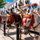 Allineati lungo la caratteristica via di Mijas, gli asini-taxi raccontano una tradizione che ha reso celebre il borgo, tra case bianche, fiori colorati e scorci sulla Costa del Sol.