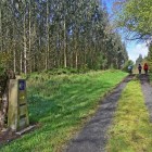 Un tranquillo sentiero immerso nei boschi della Galizia accompagna i pellegrini lungo il Cammino di Santiago, tra prati, eucalipti e la quiete della natura.