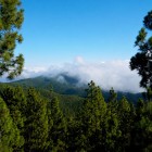 Tra le pendici meridionali del Teide, la pineta di Vilaflor si estende nella Corona Forestal, mentre soffici nuvole attraversano i rilievi ricoperti di pini canari.