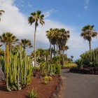 Palme, cactus colonnari e agavi accompagnano un sentiero tra rocce vulcaniche e terra rossastra, raccontando il paesaggio subtropicale, arido e luminoso di Tenerife Sud.