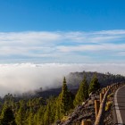Lungo la strada panoramica del Teide, la pineta canaria emerge da un suggestivo mare di nuvole, accompagnando il viaggio tra i paesaggi d’alta quota di Tenerife.