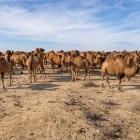 Nel cuore del Kyzylkum, una mandria di cammelli battriani anima il silenzio del deserto, offrendo un incontro autentico con la vita nomade uzbeka.