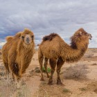 Nel deserto del Kyzylkum, i cammelli bactriani pascolano liberi tra le steppe: due gobbe e folto mantello raccontano l’antica vita nomade dell’Asia centrale.
