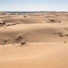 Le dune del Kyzylkum si susseguono in morbide ondulazioni, modellate dal vento e punteggiate da radi arbusti, offrendo al viaggiatore un paesaggio silenzioso e remoto.