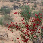 Nel deserto del Kyzylkum, un arbusto di Calligonum carico di frutti rossi emerge tra le sabbie, esempio della sorprendente flora adattata a un ambiente estremo