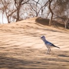 Una giovane ghiandaia terragnola del Turkestan attraversa le dune del Kyzylkum, specie simbolo dei vasti deserti dell’Asia centrale.