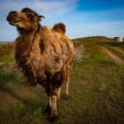 Vicino al Lago Aydarkul, un cammello battriano passeggia tra la vegetazione del deserto, con le yurte sullo sfondo: un incontro autentico con la vita nomade uzbeka.