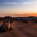 Al tramonto, un cammello battriano riposa davanti al campo di yurte di Aydarkul: una scena silenziosa che racconta la vita nomade nel deserto uzbeko.