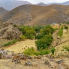 Sui monti Nuratau, sorgenti e affioramenti d’acqua fanno nascere sorprendenti macchie verdi, dove alberi e arbusti crescono nel cuore del paesaggio arido.