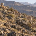 Tra le rocce dei Nuratau, i rari montoni selvatici di Severtsov avanzano sul pendio: un incontro emozionante con una specie protetta, simbolo della natura locale.