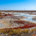 Nel paesaggio arido compaiono zone umide e vegetazione resistente, segni della presenza dell’acqua lungo un territorio che alterna deserto, pianure e antiche oasi dell’Uzbekistan.